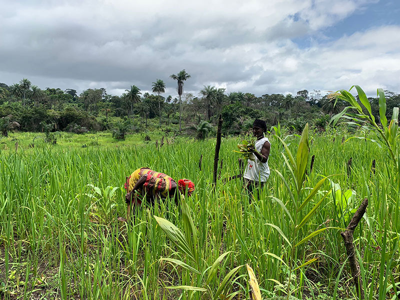 Agricultrices du programme Elili au Libéria